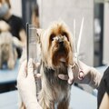 Professional Dog Grooming in Miami Home Like Care for Your Pup