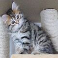 Male and Female Siberian Kittens