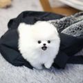Affectionate Teacup Pomeranian Puppies