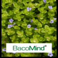 BacoMind, Memory & Brain Support, Natural Remedies