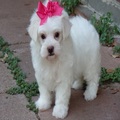 Two Teacup Maltese Puppies Needs a New Family
