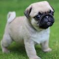 Adorable Male And Female pug Puppies