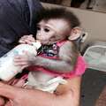Cute Capuchin Monkeys for Sale
