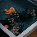 Yorkie terrier puppies