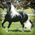 Lovely Frisian horse available