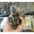 Finger Marmoset Monkeys for sale