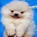 Pomeranian puppies, excellent, purebred